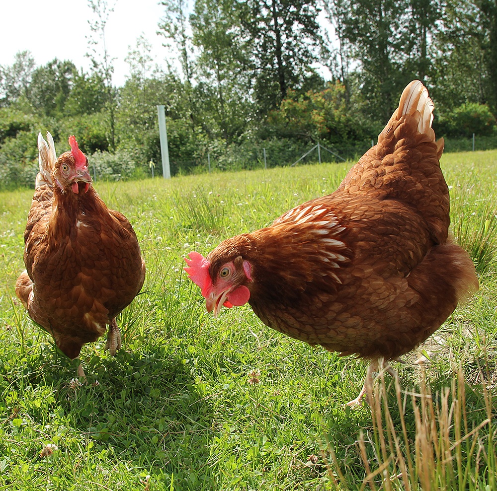 Gallina ponedora de Pollos Santa Mónica